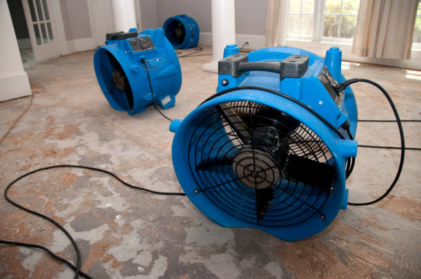 Best Mold removal after water damage  in Beecher, IL