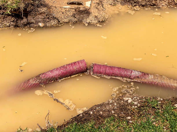 Best Sewage cleanup and water damage restoration  in Beecher, IL