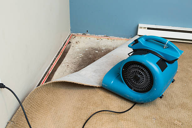Best Sewage cleanup and water damage restoration  in Beecher, IL